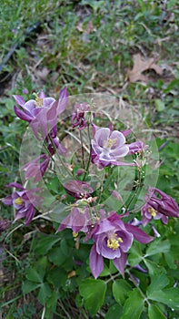 Purple columbine