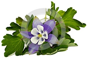 Purple columbine Aquilegia flower and green foliage isolated on a white background