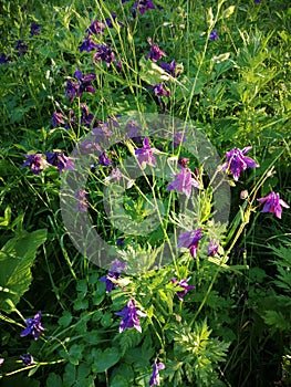 Purple columbine flower Aquilegia, granny`s bonnet, columbine on flowerbed in garden.