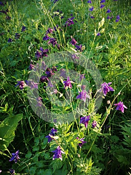 Purple columbine flower Aquilegia, granny`s bonnet, columbine on flowerbed in garden.