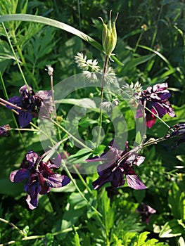 Purple columbine flower Aquilegia, granny`s bonnet, columbine on flowerbed in garden