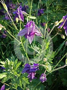 Purple columbine flower Aquilegia, granny`s bonnet, columbine on flowerbed in garden