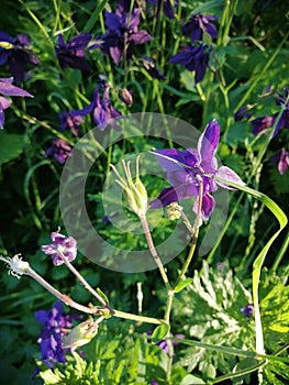 Purple columbine flower Aquilegia, granny`s bonnet, columbine on flowerbed in garden