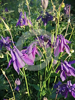 Purple columbine flower Aquilegia, granny`s bonnet, columbine on flowerbed in garden