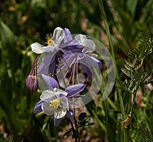 Purple Columbine Flower Cluster at Yankee Boy Basin, Mount Sneffels Wilderness, Ouray, Colorado
