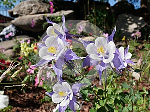 Purple columbine flowers facing the sun