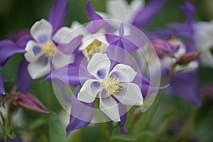 Purple Columbine at Longwood gardens