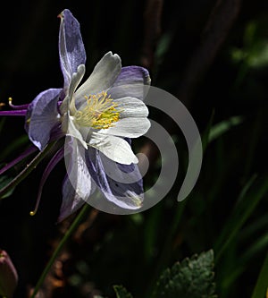 Purple Columbine Wildflower at Yankee Boy Basin, Mount Sneffels Wilderness, Ouray, Colorado #2