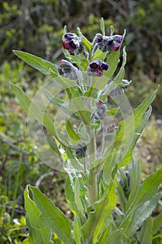 Purple comfrey blooming outdoors