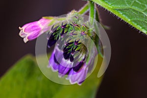 Purple Comfrey Flower Blossom Buds