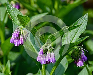 Purple comfrey flowers with green leaves in a garden