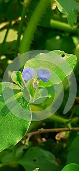 Purple Commelina Benghalensis Flowers on Green Leaves Background