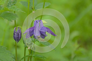Purple common colombine flower on a green bokeh background photo