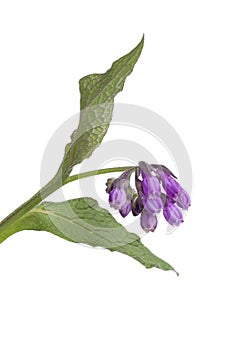 Purple Common comfrey flowers