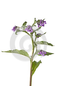 Purple Common comfrey flowers