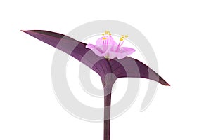 Purple common dayflower photo
