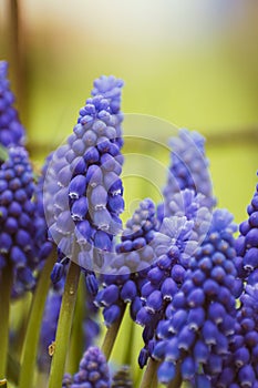 Purple common grape hyacinth background