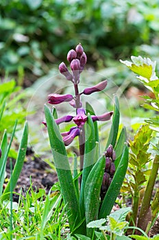 Purple common hyacinth in garden