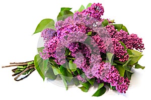 purple common lilac (syringa) bouquet isolated on white background