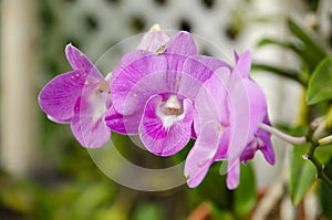 Purple compendium orchids in a bunch