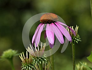 Purple cone flower