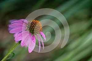 Purple cone flower beauty with copy space