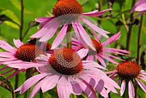 Purple Coneflower