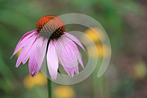 Purple Coneflower