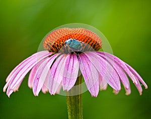 Purple Coneflower