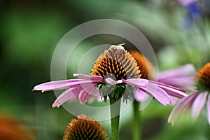 Purple coneflower