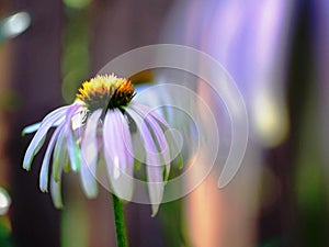 Purple coneflower backyard garden flower