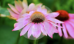 Purple coneflower