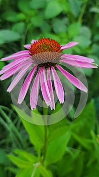 Purple coneflower echinacea growing in native wildflower herb garden