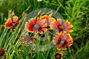 Purple coneflower Echinacea purpurea