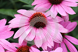 Purple coneflower (Echinacea purpurea)