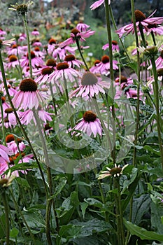 Purple Coneflower, Echinacea purpurea