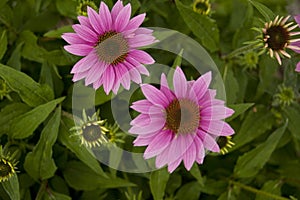 Purple coneflower Echinacea purpurea in a garden in summer