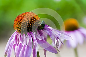 Purple coneflower and European rose chafe beetle