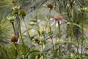 Purple coneflower in a garden