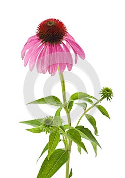 Purple Coneflower