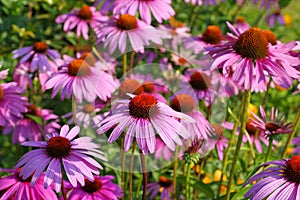 Purple coneflower, nice pink summer flower