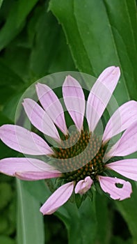 Purple coneflower with scraggly petals and green leaves