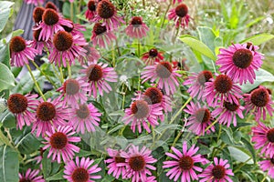 Purple Coneflowers