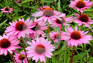 Purple coneflowers