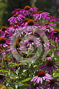 Purple Coneflowers