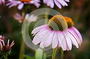 Purple Coneflowers