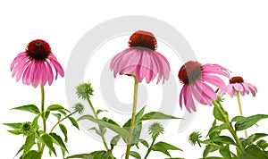 Purple Coneflowers