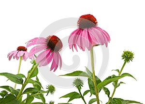 Purple Coneflowers