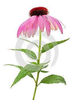 Purple Coneflowers