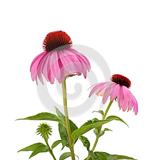 Purple Coneflowers